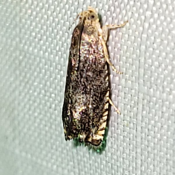 Cydia caryana