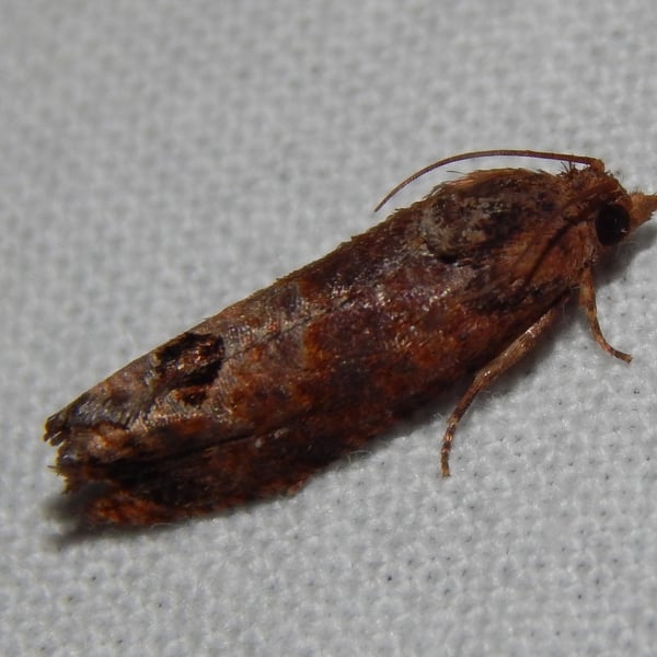 Cryptophlebia