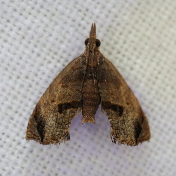 Cryptophlebia ombrodelta