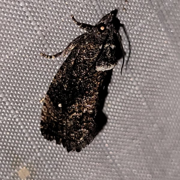 Gymnandrosoma