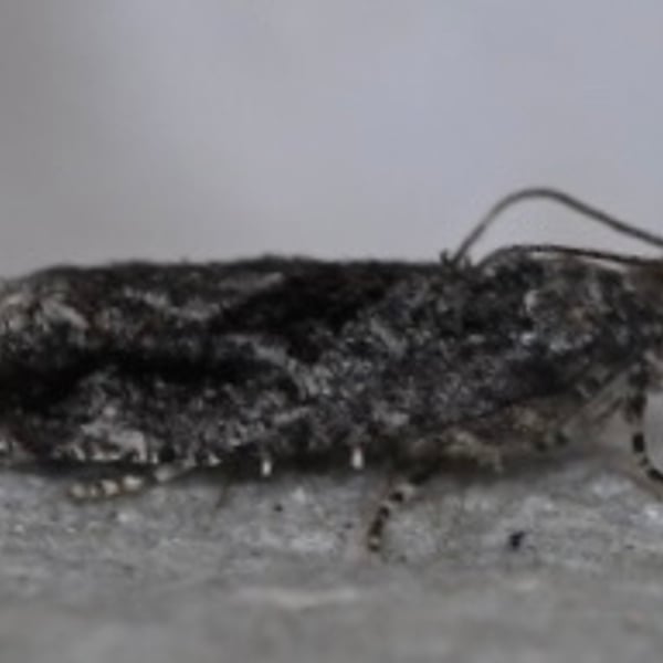 Gymnandrosoma punctidiscanum