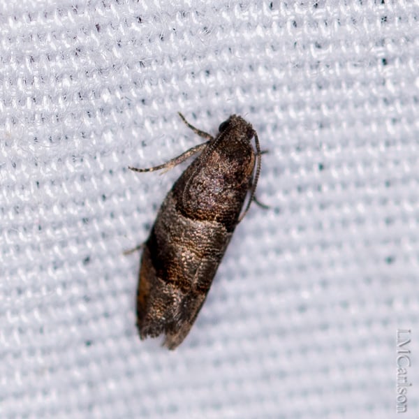 Larisa subsolana