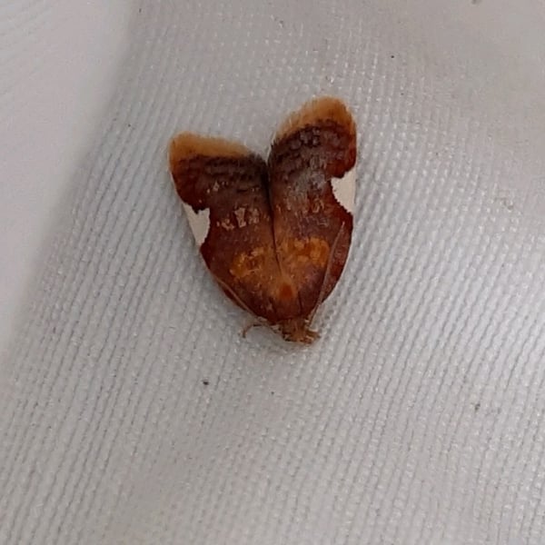 Acleris
