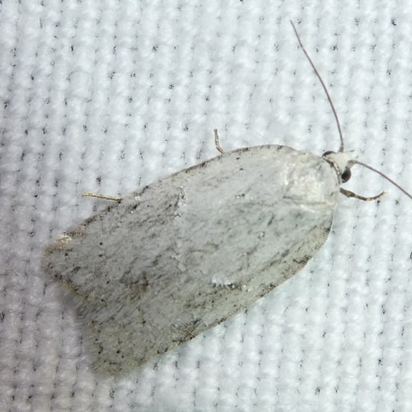 Acleris logiana