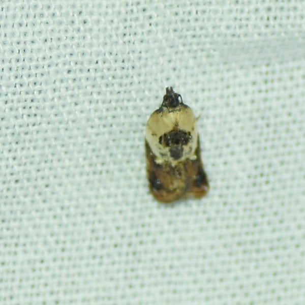 Acleris variegana