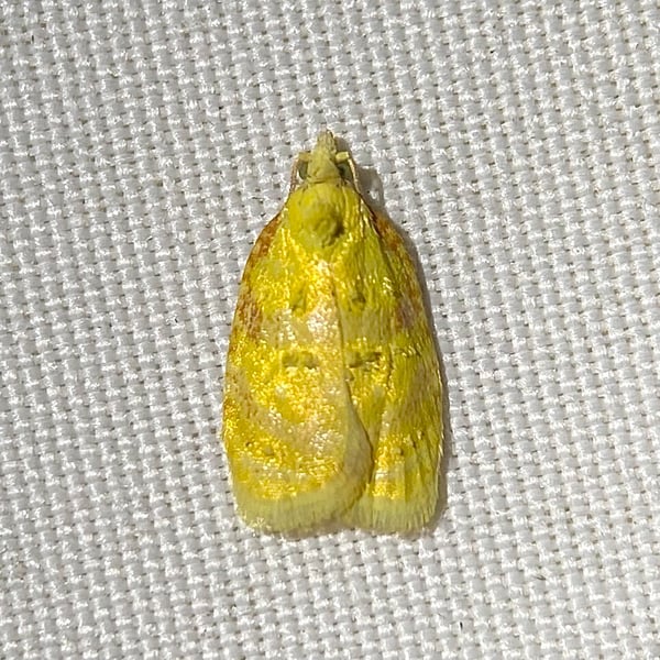 Acleris semipurpurana