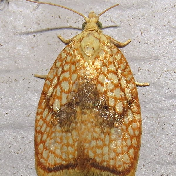 Acleris forsskaleana