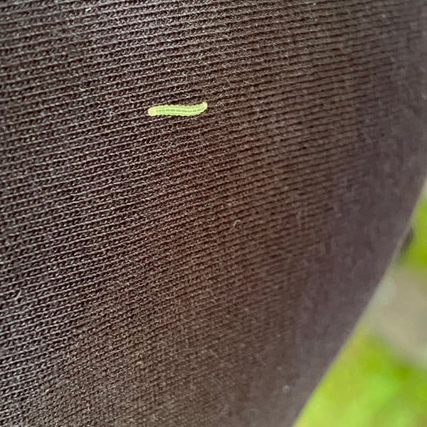 Tortrix viridana