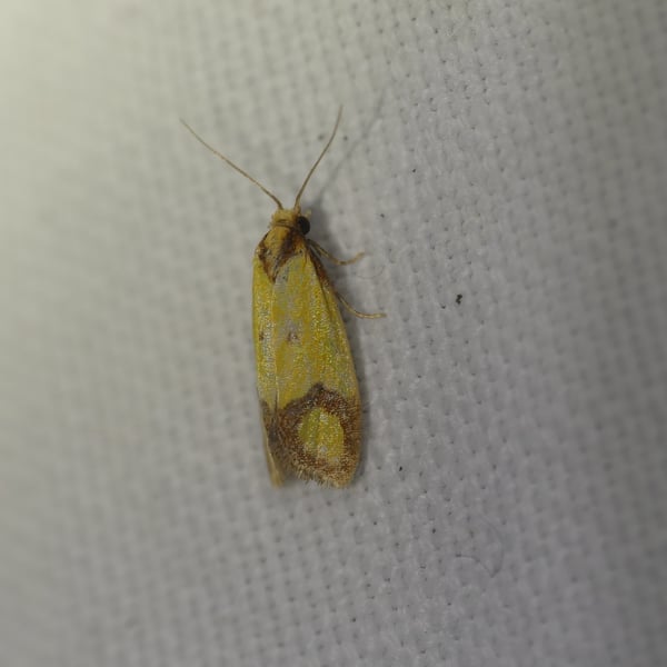 Agapeta zoegana