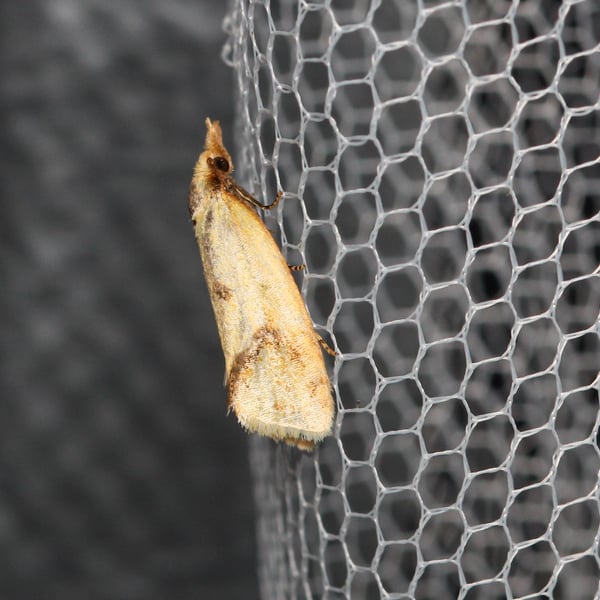 Agapeta hamana