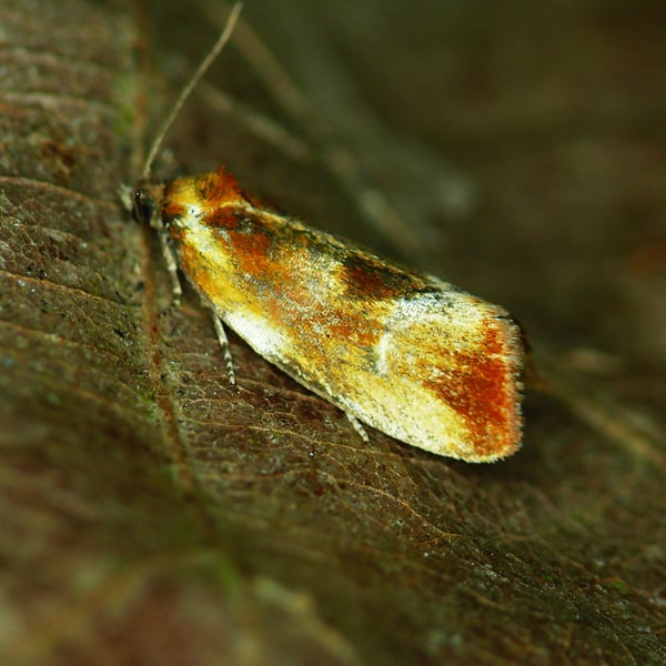 Eulia ministrana