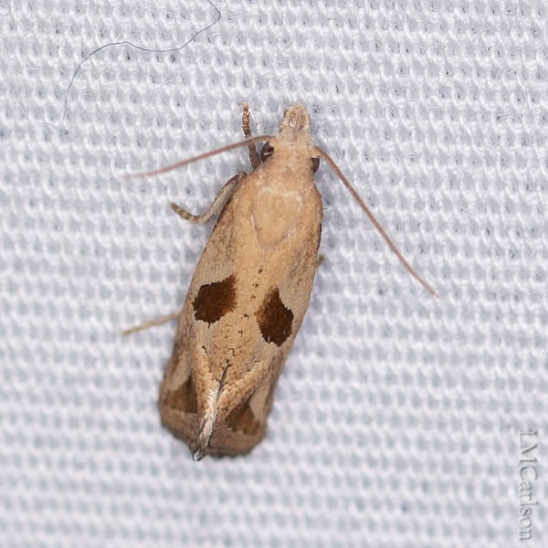 Eugnosta bimaculana
