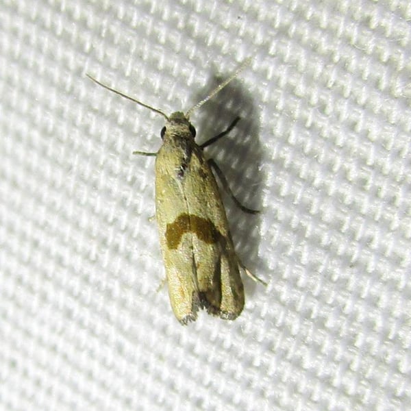 Eugnosta sartana