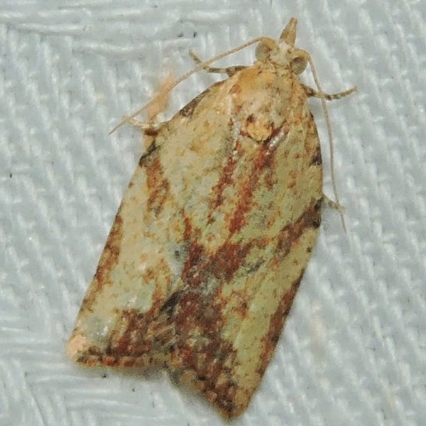 Epiphyas postvittana
