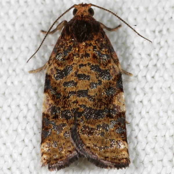 Archips argyrospila