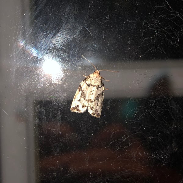 Archips dissitana