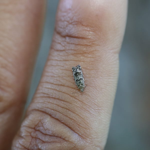 Archips packardiana