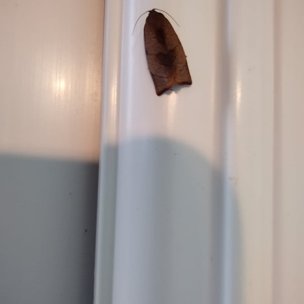 Archips podana