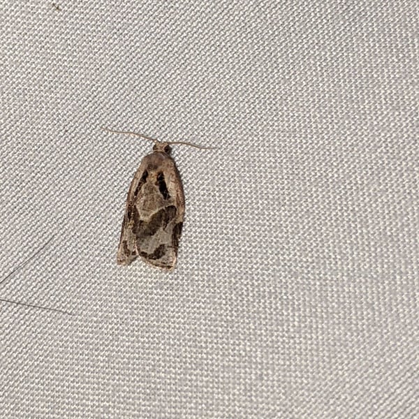 Archips grisea