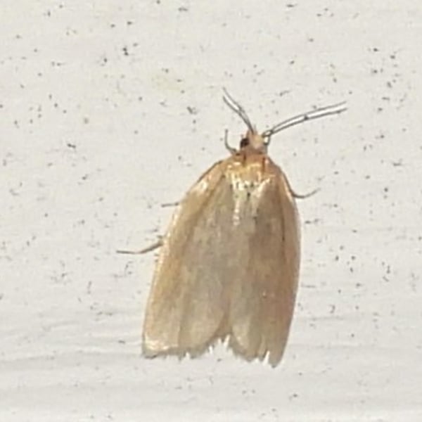 Clepsis