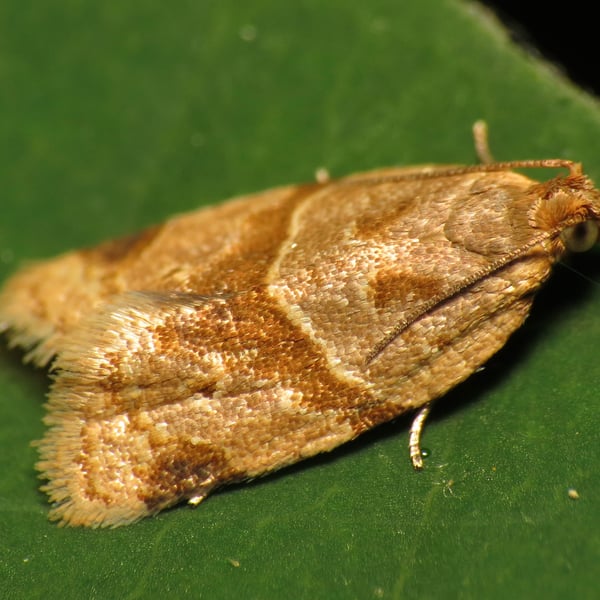 Clepsis peritana