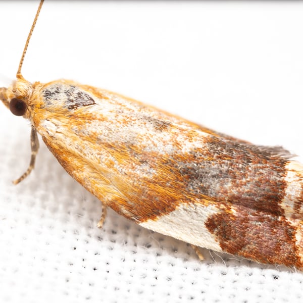 Clepsis persicana