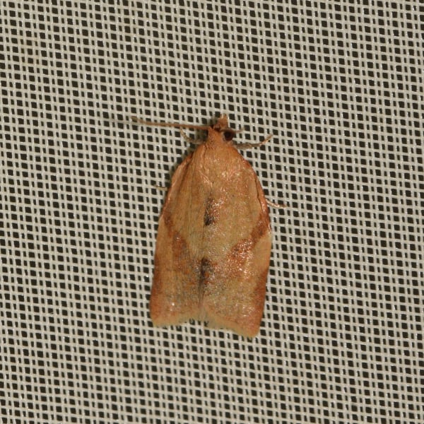 Clepsis consimilana