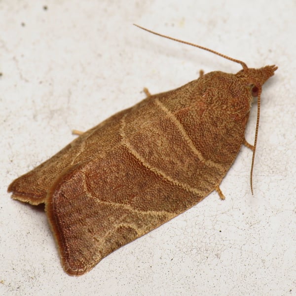 Pandemis limitata