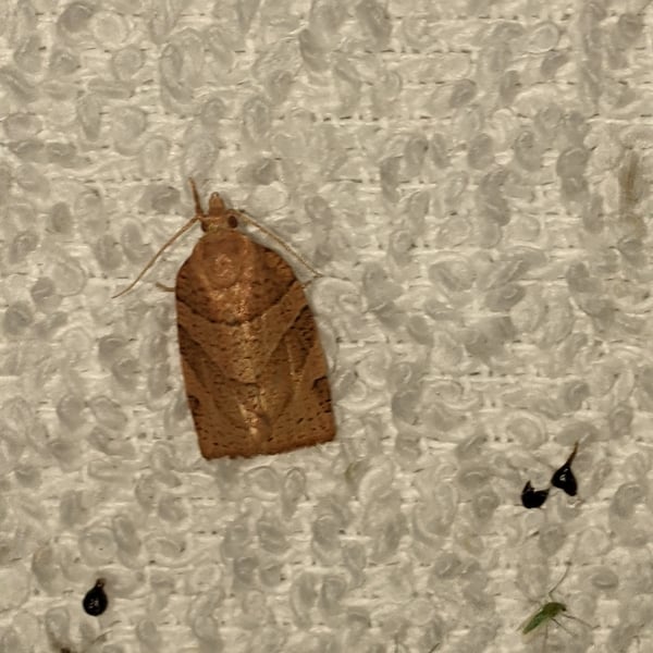 Pandemis lamprosana