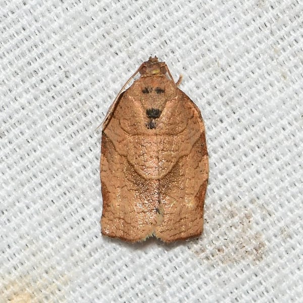 Choristoneura rosaceana