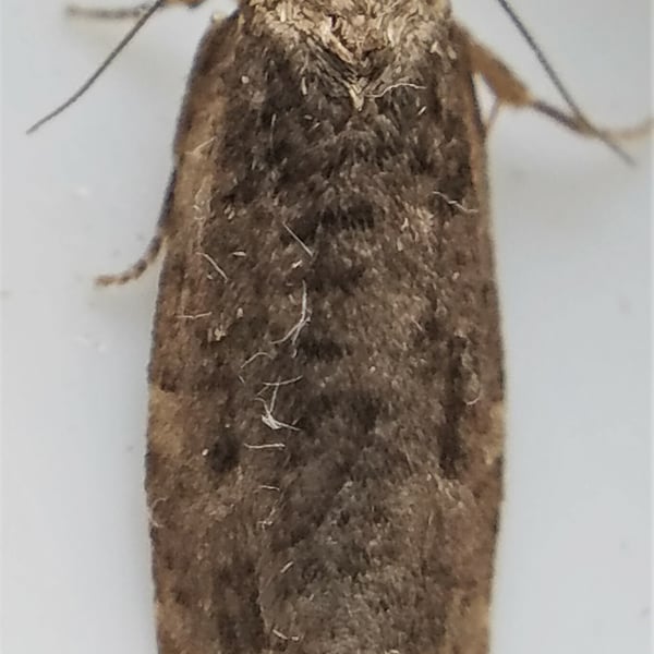 Choristoneura fumiferana