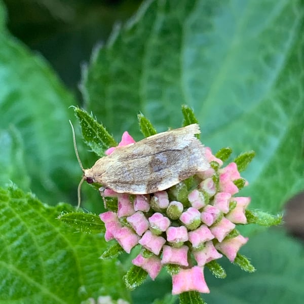 Choristoneura fractivittana