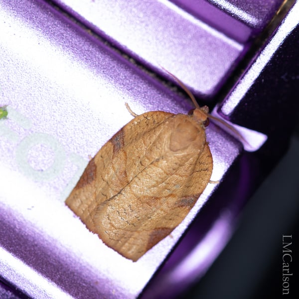 Choristoneura parallela