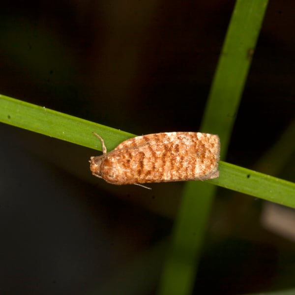 Choristoneura pinus