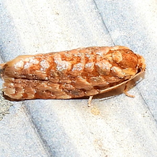 Choristoneura houstonana