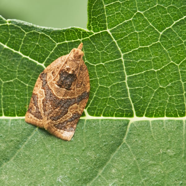 Adoxophyes