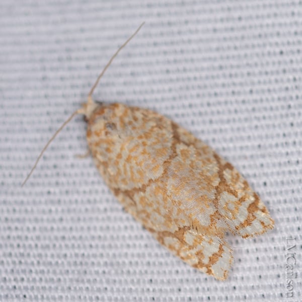 Argyrotaenia