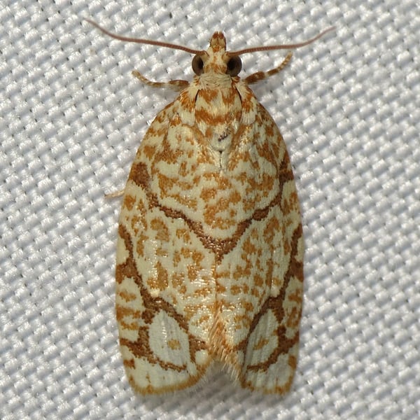 Argyrotaenia quercifoliana