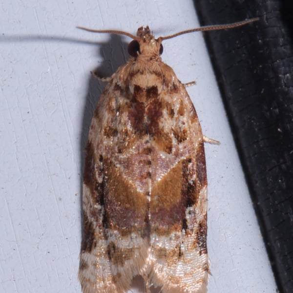 Argyrotaenia velutinana