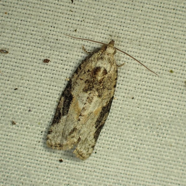Argyrotaenia mariana