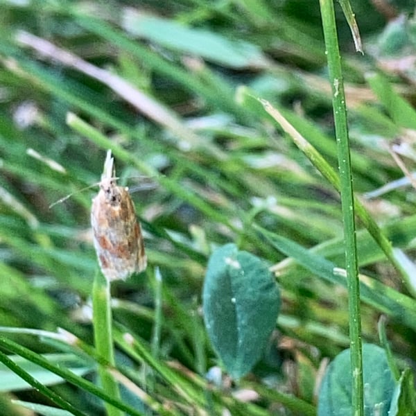 Argyrotaenia pinatubana