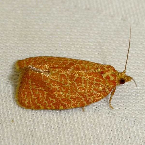 Argyrotaenia quadrifasciana
