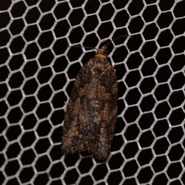Capua
