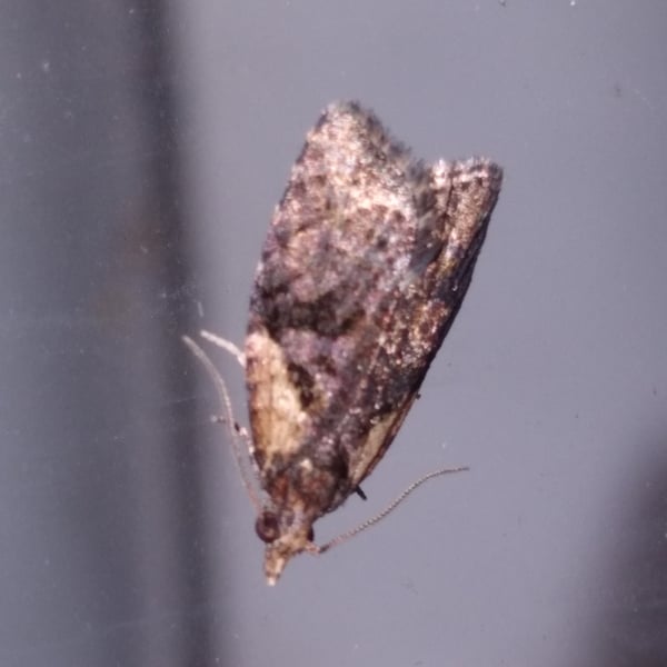 Capua intractana