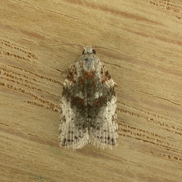 Isotenes miserana