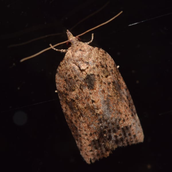 Thrincophora