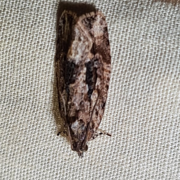 Thrincophora lignigerana