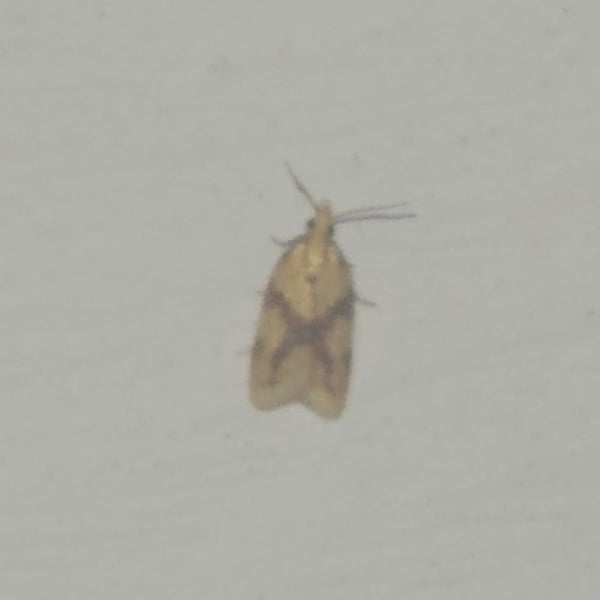 Sparganothis