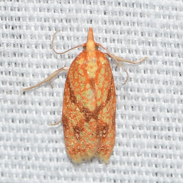 Sparganothis sulfureana