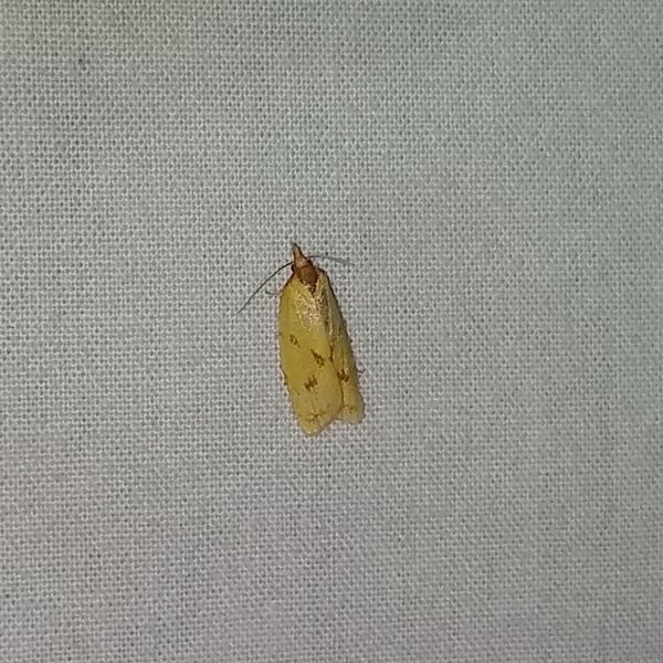 Sparganothis unifasciana